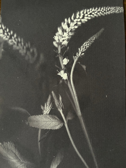 Mud Witch Stationary •Mullein +Veronica•