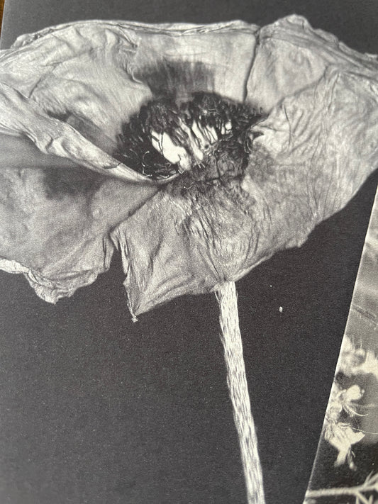 Mud Witch Stationary •Assorted Floral•