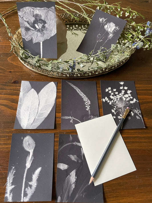 Mud Witch Stationary •Assorted Botany•