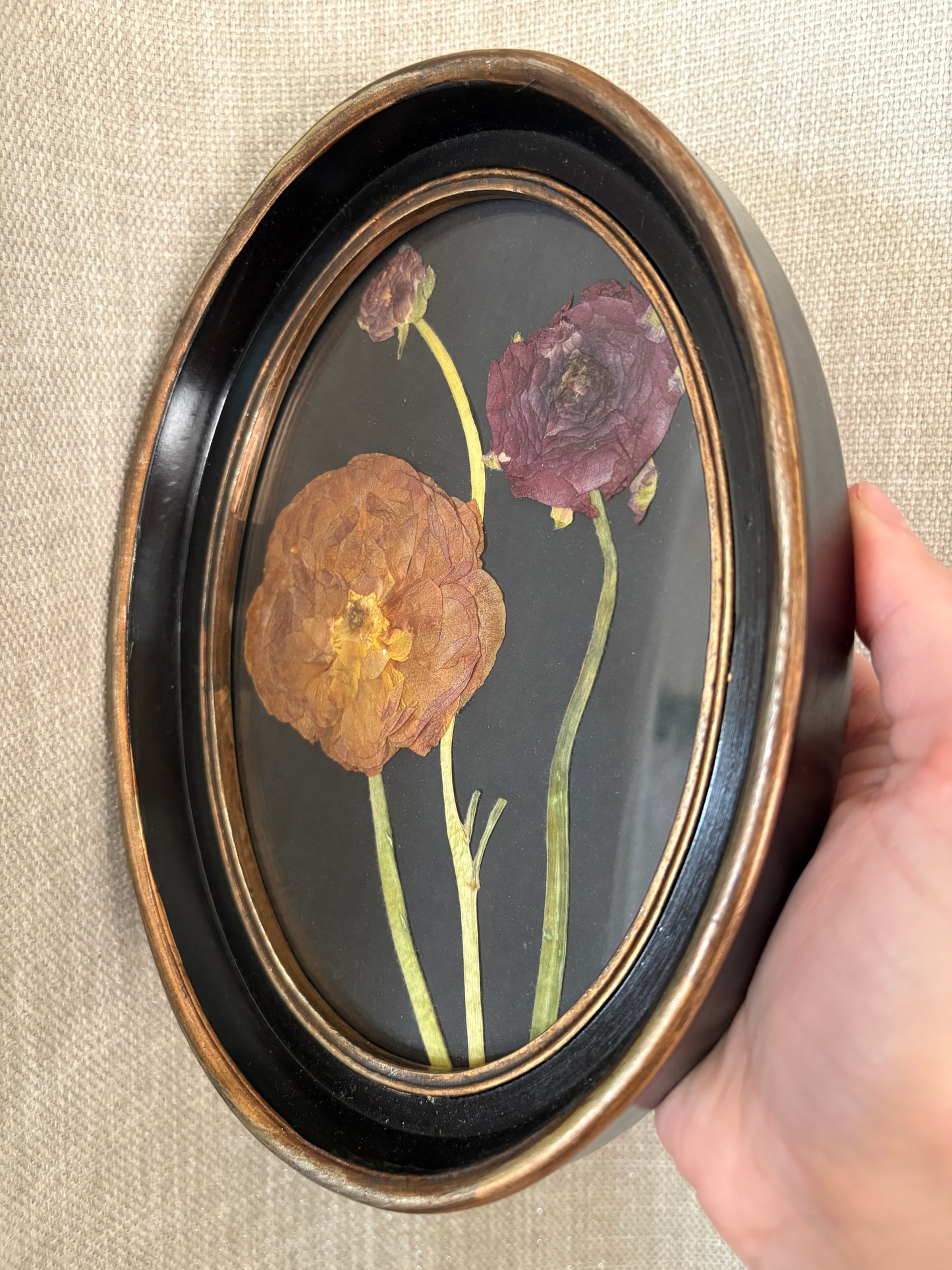 Framed Florals •Ranunculus•